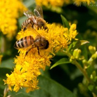 Early Goldenrod